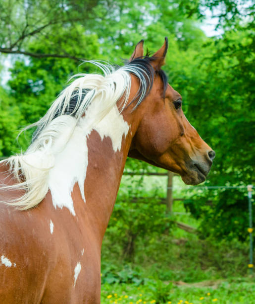 istock Pinto horse galloping in the pasture 1284196402