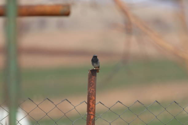 Phoenicurus ochruros bird on metal railing Phoenicurus ochruros bird on metal railing hayvan temaları stock pictures, royalty-free photos & images