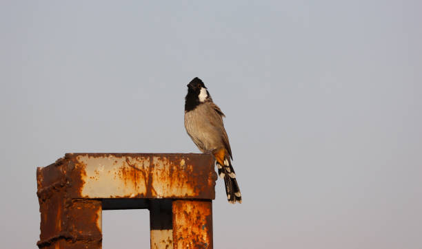 White-eared Bulbul on electric iron White-eared Bulbul on electric iron hayvan temaları stock pictures, royalty-free photos & images