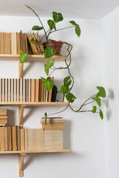 istock Indoor flowers on the bookshelves 1284197935