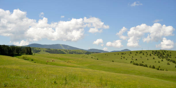 Motifs from mountain Kopaonik