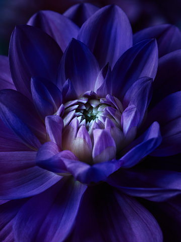 Lotus night scene flower background. Macro photography