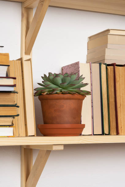 istock Indoor flowers on the bookshelves 1284198603