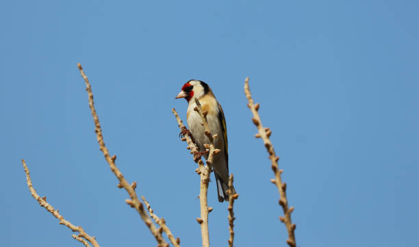 Carduelis carduelis bird resting on a tree branch Carduelis carduelis bird resting on a tree branch hayvan temaları stock pictures, royalty-free photos & images