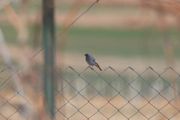 Phoenicurus ochruros bird on metal railing Phoenicurus ochruros bird on metal railing hayvan temaları stock pictures, royalty-free photos & images