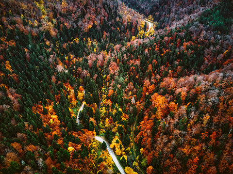 An Idyllic winding road through the colorful autumn mountain forest.\nMountain Goc, Serbia.\nAutumn Backgrounds