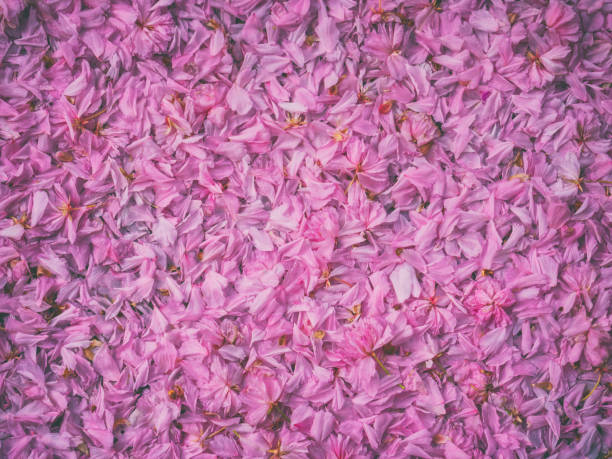 istock Pink sakura (japanese cherry) petals, natural abstract background 1284199732