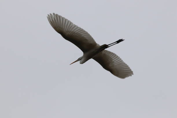 istock Ardea alba bird in nature 1284200058