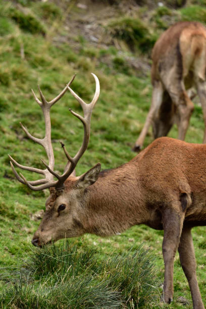 istock Noble male deer and deer herd, Dolomites Italy 1284200164