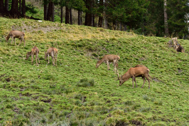 Male noble deer and herd of deer, Dolomiti Italy