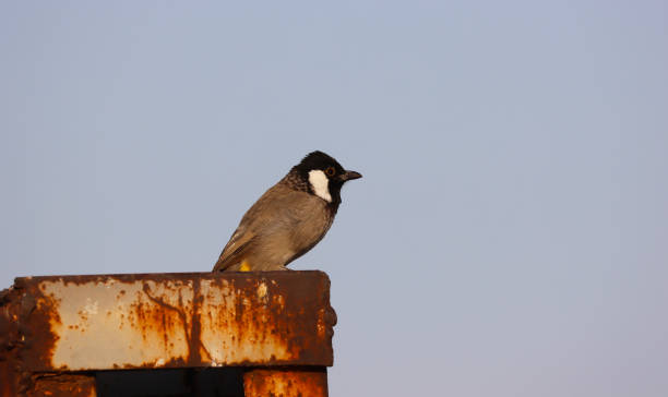 White-eared Bulbul on electric iron White-eared Bulbul on electric iron hayvan temaları stock pictures, royalty-free photos & images