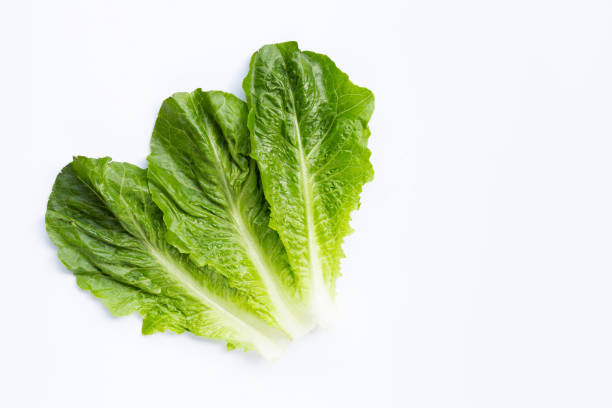 istock Fresh romaine lettuce isolated on a white background 1284201210