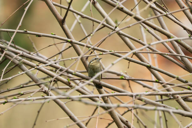 istock Jynx torquilla bird on tree branch 1284201339