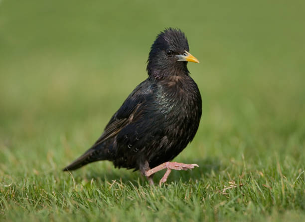 istock Common Starling, Spreeuw, Sturnus vulgaris 1284202754