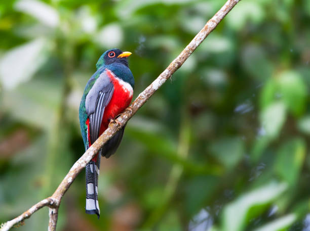 istock Masked Trogon, Trogon personatus 1284202801