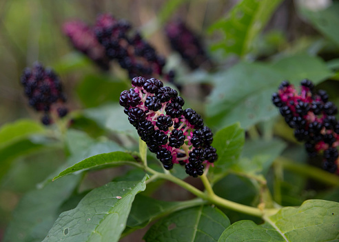Ripe pokeweed berries are growing on the bush, Moscow, Russia