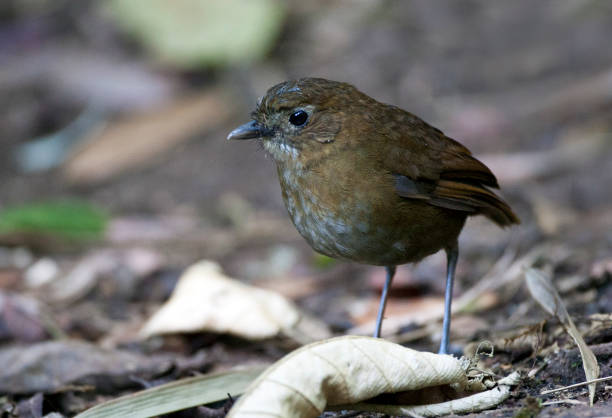 istock Brown-banded Antpitta, Grallaria milleri 1284203043