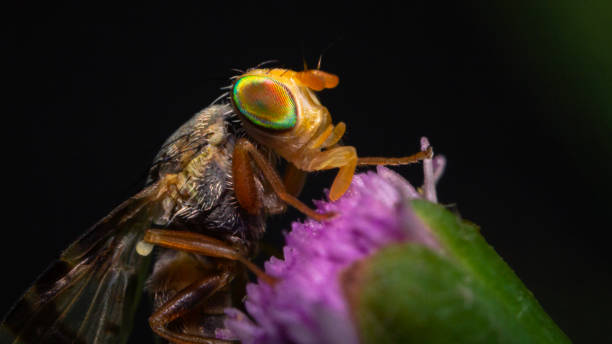 istock Macro shot a hoverfly resting on a wildflower bud 1284203182