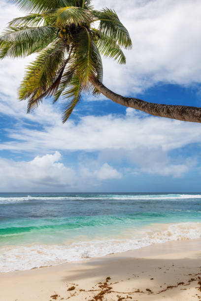 istock Palm trees on sunny Caribbean beach 1284204087