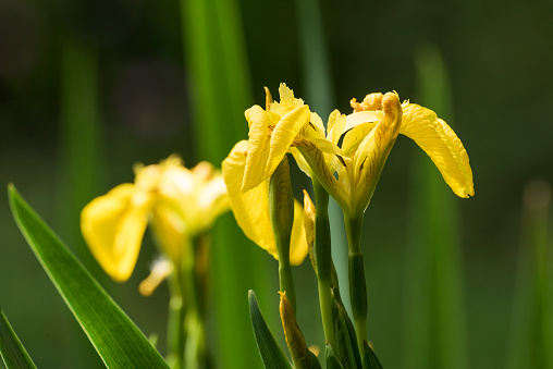 Yellow flag irises (Iris pseudacorus) appear in spring at the edge of a pond, bug lands and wetlands. Yellow flag irises flowers in May and June. It has long green leaves and long flower stems.