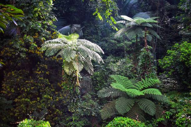 istock Cyathea podophylla. Leaf shaped background image for entering text. 1284204323