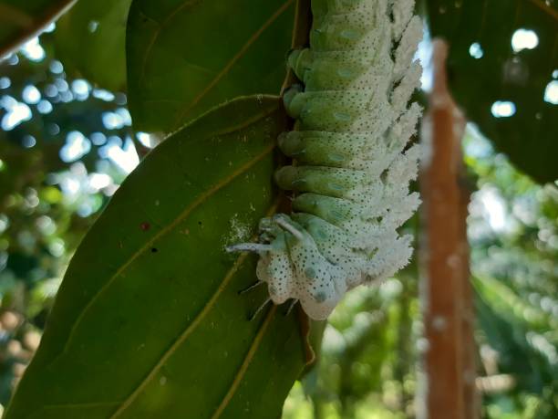 istock Atlas mothLarge caterpillars eat santol leaves. 1284204385