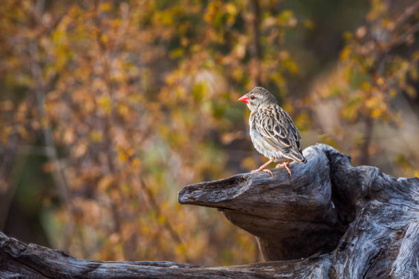Red-billed Quelea in Kruger National park, South Africa Red-billed Quelea standing in a log with fall color background in Kruger National park, South Africa ; Specie Quelea quelea family of Ploceidae red billed quelea stock pictures, royalty-free photos & images