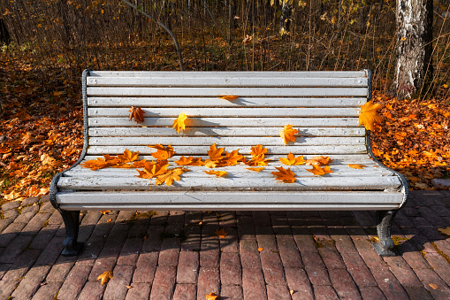 Autumn orange leaves on a white wooden empty bench in a park with colorful maple trees. Autumn background.