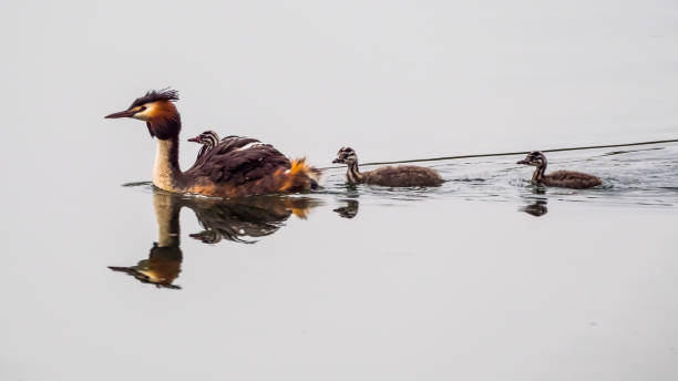 Great crested grebe with chicks on lake Great crested grebe with chicks, one of them sits on its back, symmetrical reflections in lake water great crested grebe stock pictures, royalty-free photos & images