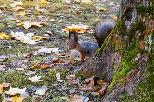 istock Squirrel in an autumn park 1284204711