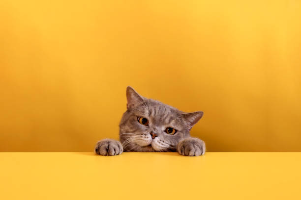 istock Big-eyed naughty obese cat looking at the target. 1284205326