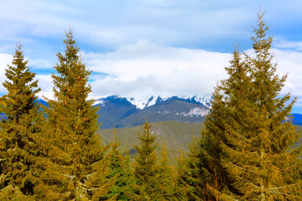 istock Fir trees in front of snowy mountains 1284205489