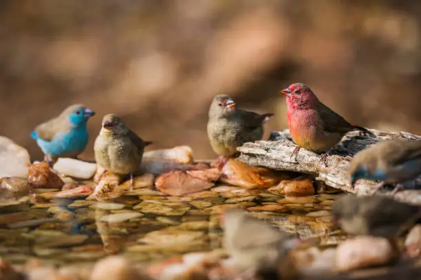 Red-billed Firefinch and Blue breasted Cordonbleu standing in waterhole in Kruger National park, South Africa ; Specie family Lagonosticta senegala of Estrildidae