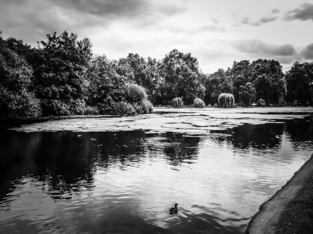 istock a lonely duck swimming in the lake 1284205512