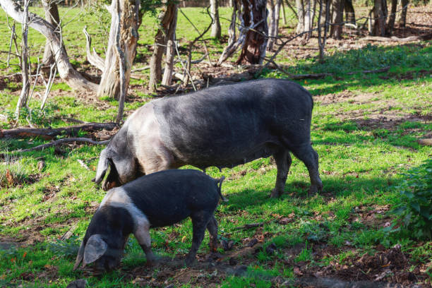 istock Dirty pigs at a farm 1284205688