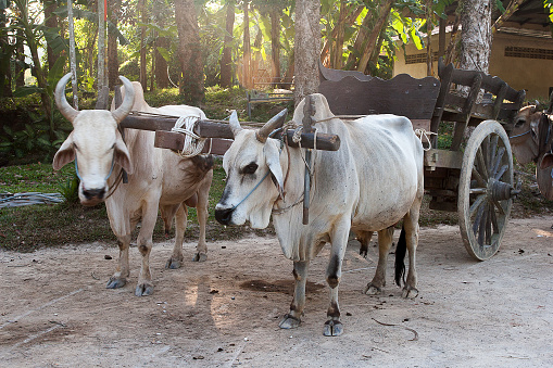 White buffaloes stand harnessed to a cart in a safari park in Thailand