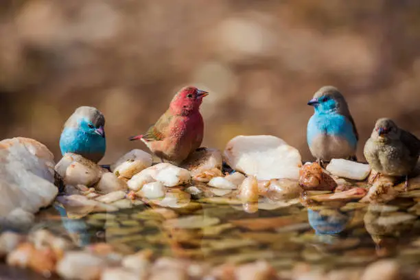 Red-billed Firefinch and Blue breasted Cordonbleu standing in waterhole in Kruger National park, South Africa ; Specie family Lagonosticta senegala of Estrildidae