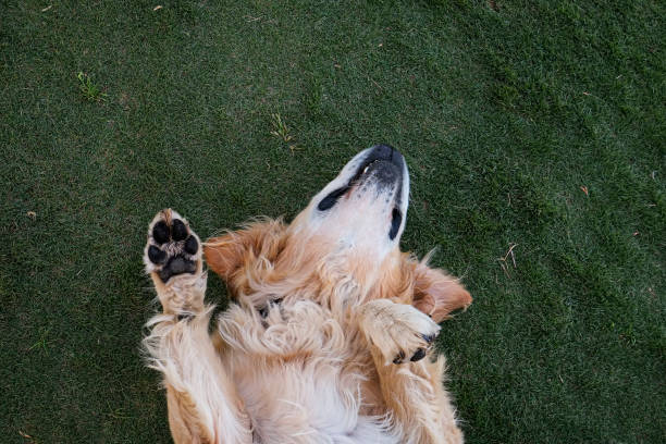 istock Longhair dog on the grass 1284206711