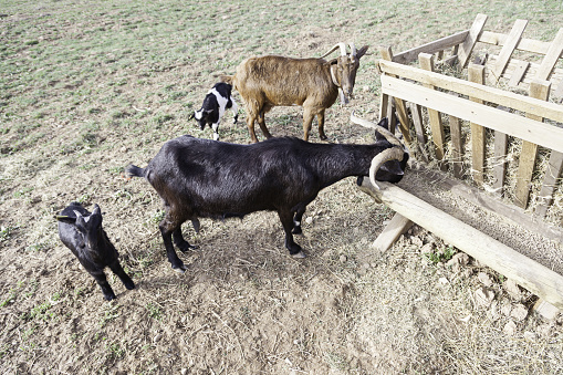 Goats on a farm eating mammals detail on a farm, rural wildlife