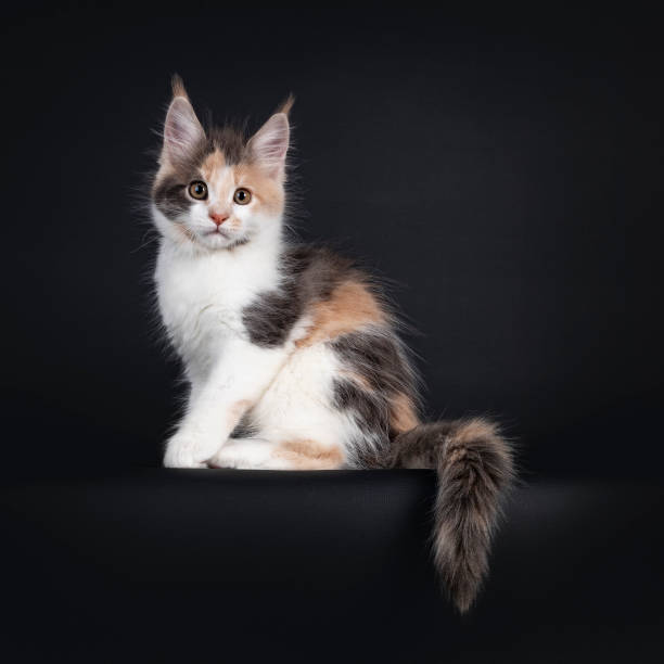 istock Tortie Maine Coon cat kitten on black 1284207833