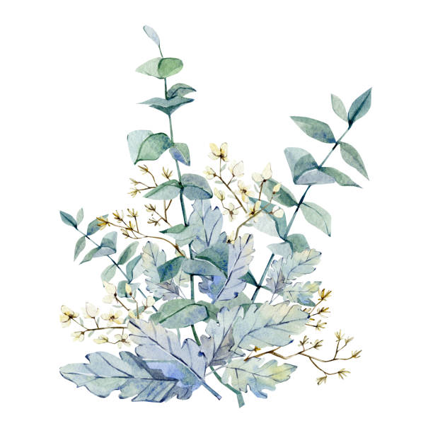 ilustrações, clipart, desenhos animados e ícones de ramos de eucalipto de inverno de aquarela e folhas e galhos de folhagem e flores secas. pintado à mão azul marinho de inverno boho chique buquê floral selvagem para invintação de casamento, cartão de noiva, cartão de boas-vindas, cartão de chá de  - christmas wedding bride winter