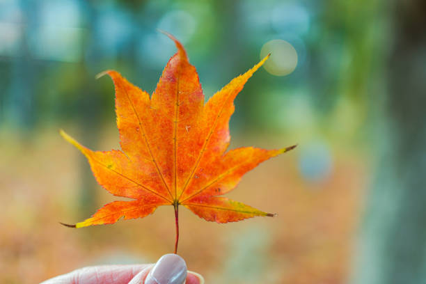 istock Red maple leaf in bokeh background, autumn concept 1284210437