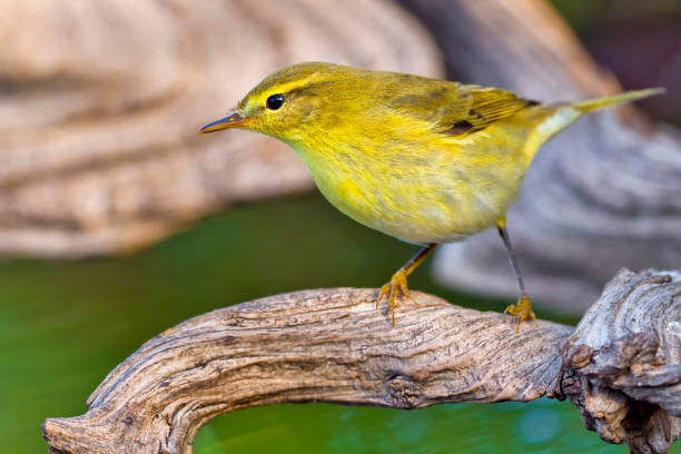 Willow Warbler Forest Pond Mediterranean Forest Spain Stock Photo -  Download Image Now - iStock
