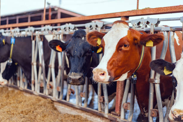 istock Large cowshed with milky cows on the farm 1284212099