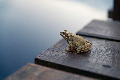 A frog is sitting on the edge of a wooden pier, Kaliningrad region, Russia