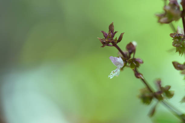 Macro photo of the pollen of Thai basil flower