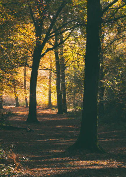 otoño en el bosque - glade england autumn forest fotografías e imágenes de stock