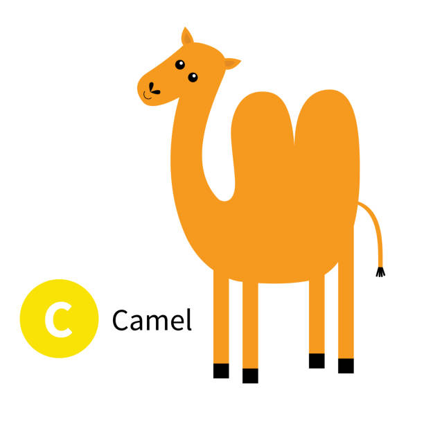 buchstabe c. camel. dromedar. zoo tier alphabet. englisch abc mit niedlichen cartoon kawaii lustige baby tiere. bildungskarten für kinder. isoliert. weißer hintergrund. flaches design. - camel animal dromedary camel desert stock-grafiken, -clipart, -cartoons und -symbole