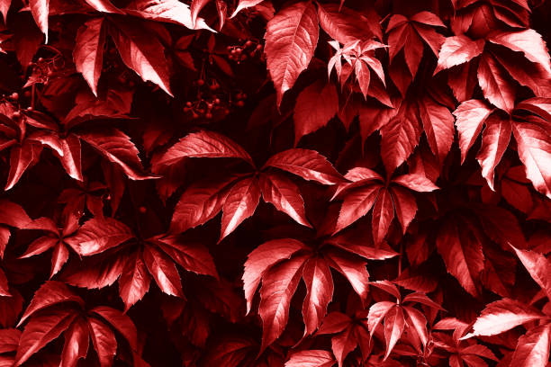 istock Creative layout made of red toned leaves. Nature background 1284214981