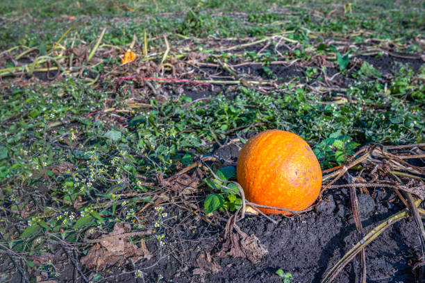 Orange pumkin on a sunny day in the fall season. When harvesting the pumpkins, this pumpkin was accidentally left behind in the field.
